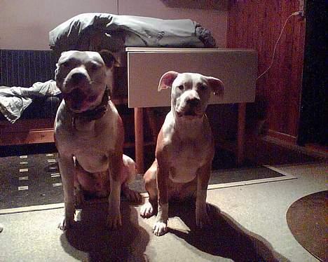 Blanding af racer Jackie - Far og datter billede 4