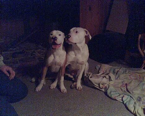 Blanding af racer Jackie billede 5