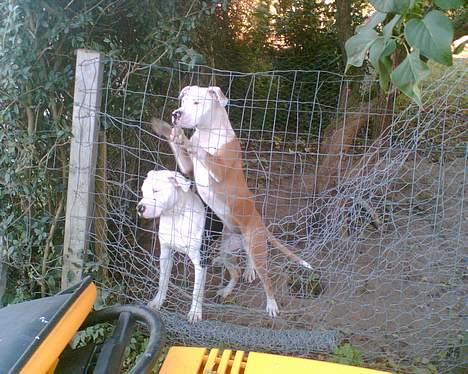 Blanding af racer Jackie billede 6