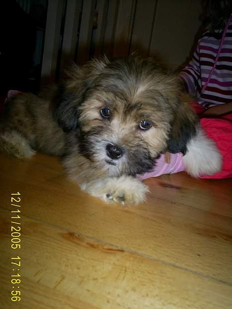 Lhasa apso Buller - Er jeg ikk sød??? billede 1