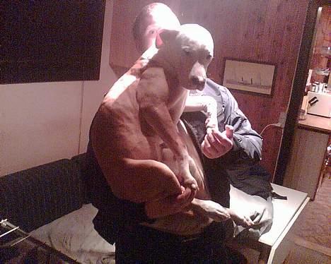 Blanding af racer Jackie billede 9