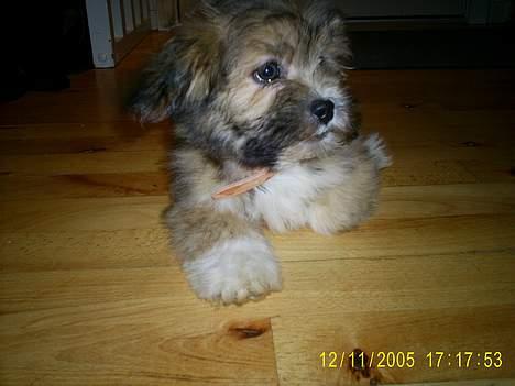 Lhasa apso Buller billede 2