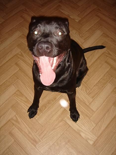 Amerikansk staffordshire terrier & Labrador bl. GINO billede 5