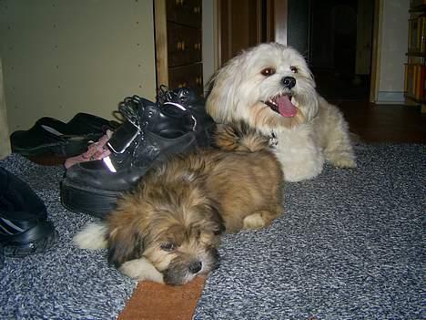Lhasa apso Buller - Buller med halvbror Caesar billede 3