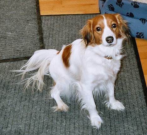 Kooikerhondje Zibbe - Et billede af Zibbe billede 1