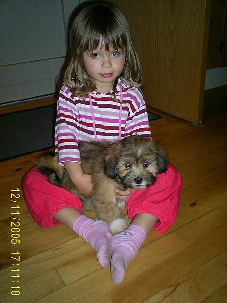 Lhasa apso Buller - mig om min legekammerat Sarah billede 4