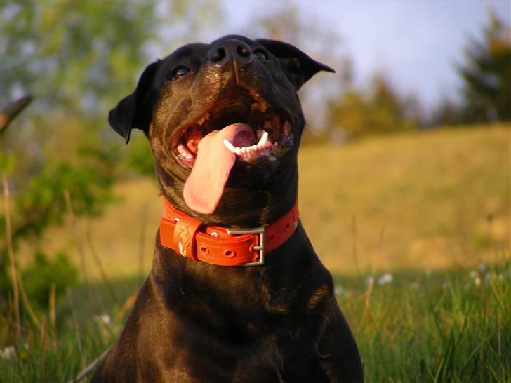 Amerikansk staffordshire terrier & Labrador bl. GINO billede 7