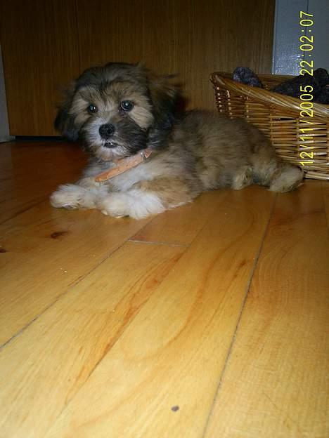 Lhasa apso Buller billede 5