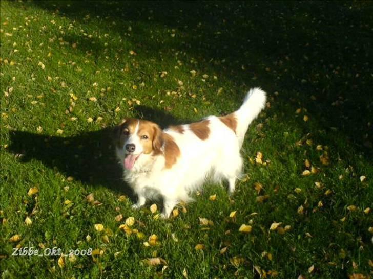 Kooikerhondje Zibbe - Zibbe fanget imellem nogle skygger billede 2