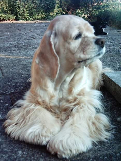 Amerikansk cocker spaniel Lady billede 1