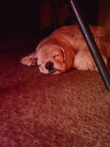 Amerikansk cocker spaniel Lady billede 2