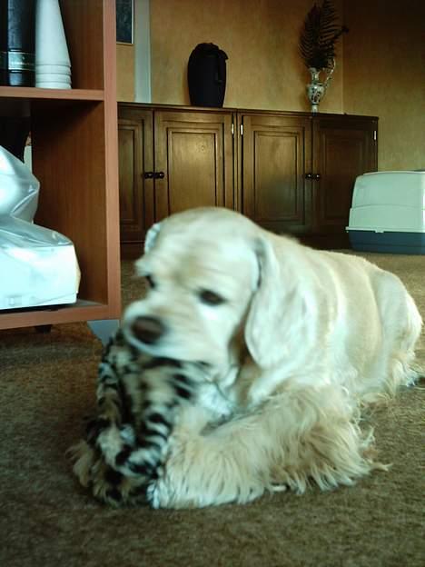 Amerikansk cocker spaniel Lady billede 3