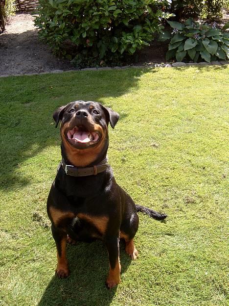 Rottweiler Clair (R.I.P 2010) - Clair 2 år billede 1