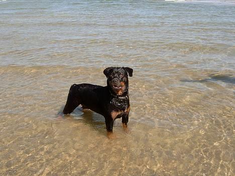 Rottweiler Clair (R.I.P 2010) - Clair på stranden billede 2