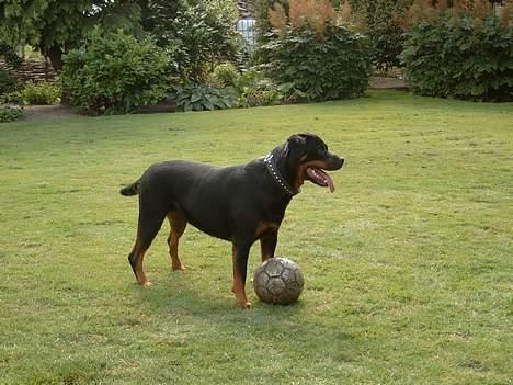 Rottweiler Clair (R.I.P 2010) - hvem vil spille fodbold? billede 3