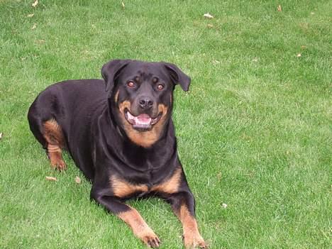 Rottweiler Clair (R.I.P 2010) - Clair 3 år billede 4