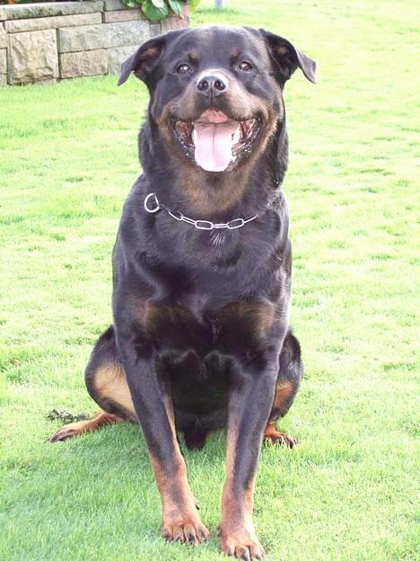 Rottweiler Tyson ( R.I.P 2/10-2013) - Tyson oktober 2006 billede 1