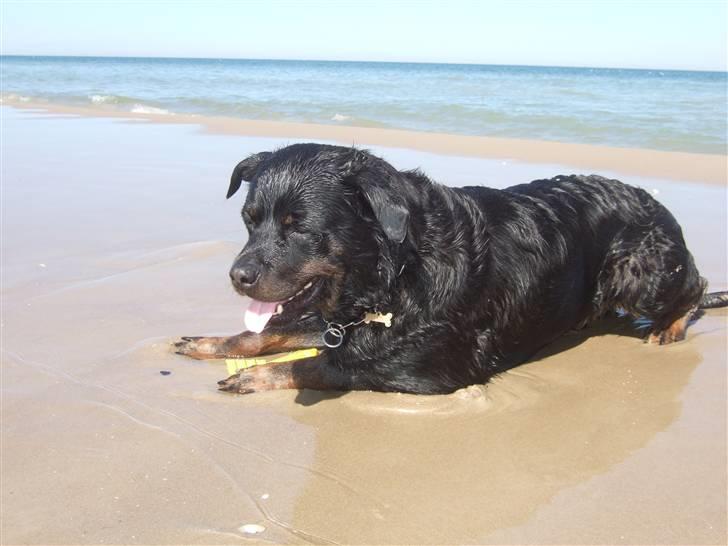 Rottweiler Tyson ( R.I.P 2/10-2013) - Tyson 2008 - Løkken strand billede 2