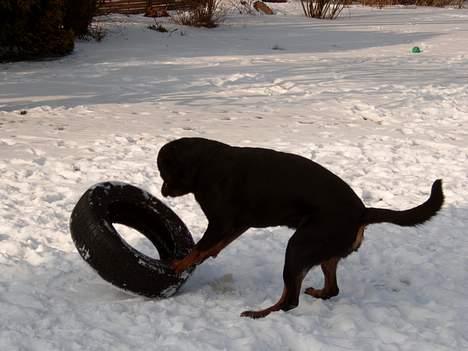 Rottweiler Tyson ( R.I.P 2/10-2013) - Hvem der bare boede på et autoophug.... billede 3