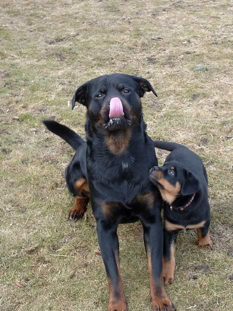 Rottweiler Tyson ( R.I.P 2/10-2013) - far Tyson hygge med en hvalp billede 4