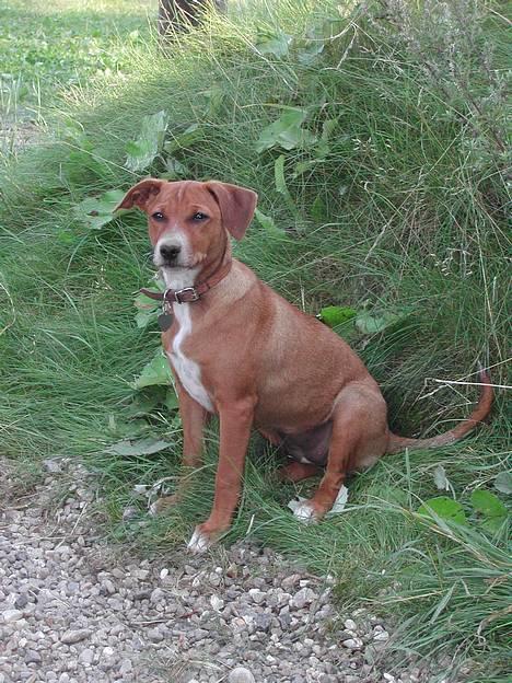 Østrigsk pinscher Lillekjær´s Lucie - Lucie 3½ mdr. billede 16