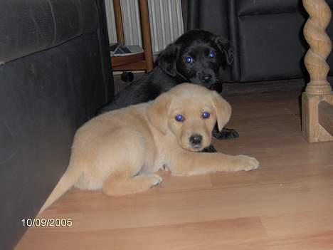 Labrador retriever Molly - Hvalpene billede 7