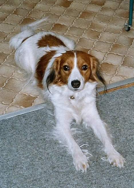 Kooikerhondje Zibbe - Jeg måtte lige tage et billede da hun lå der..... billede 3