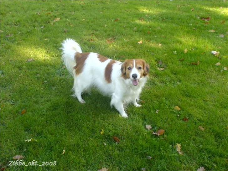 Kooikerhondje Zibbe - Zibbe venter på at bolden bliver kastet. billede 4