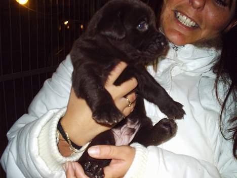 Labrador retriever Zuma - Zuma møder sin nye mor for første gang billede 1