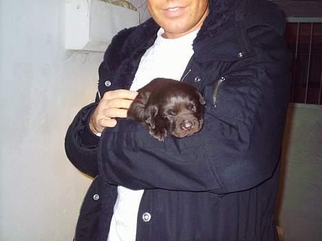 Labrador retriever Zuma - Man bliver meget træt når man møder sine nye forældre billede 2