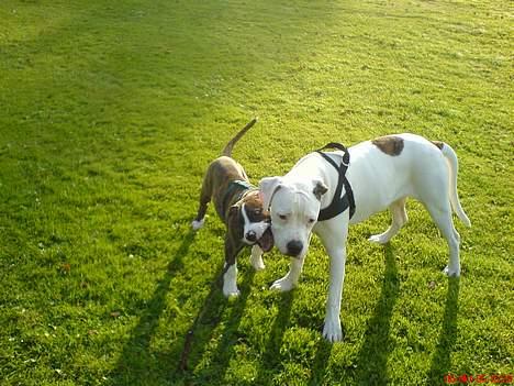 Amerikansk bulldog Lester - congo og lester i parken billede 13