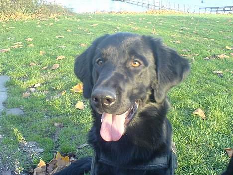 Blanding af racer Gustav - Her er jeg nede på "hundestranden" der møder jeg mange lækre tæver. billede 1