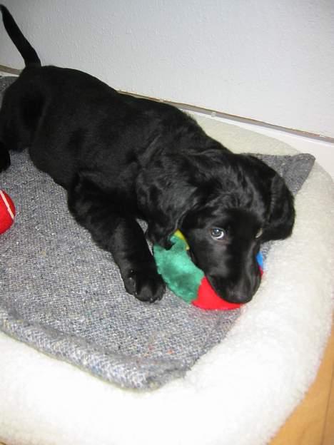 Blanding af racer Gustav - Her er jeg lige flyttet ind hos mine forældre........dejligt billede 2