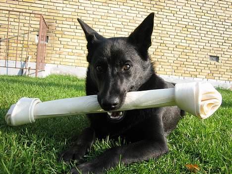 Blanding af racer Gustav - Min aller bedste ven i verden...han hedder Oscar. billede 4