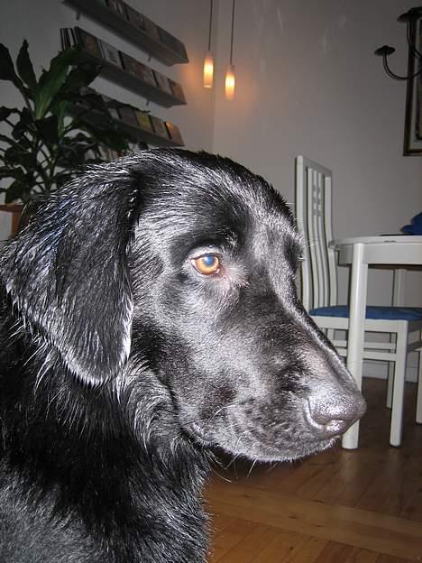 Blanding af racer Gustav - Her viser jeg mig lige fra min bedste side  :) billede 5