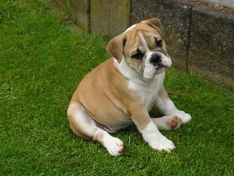 Engelsk bulldog Atilla - Her er jeg lige kommet hjem til min nye mor og far... er ligefyldt 8 uger billede 1