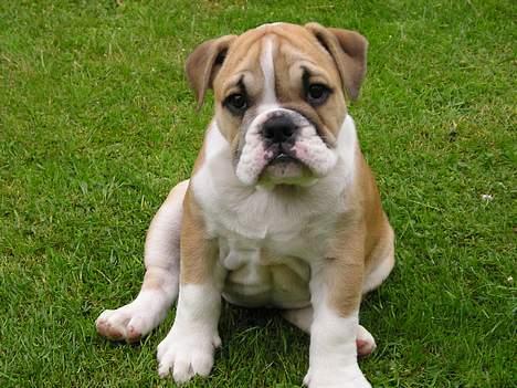 Engelsk bulldog Atilla - Sidder og overvejer om jeg snart skal nappe en lur...Dem elsker jeg! billede 2