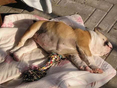 Engelsk bulldog Atilla - Den napper jeg så her... det er hårdt at flytte:) billede 3