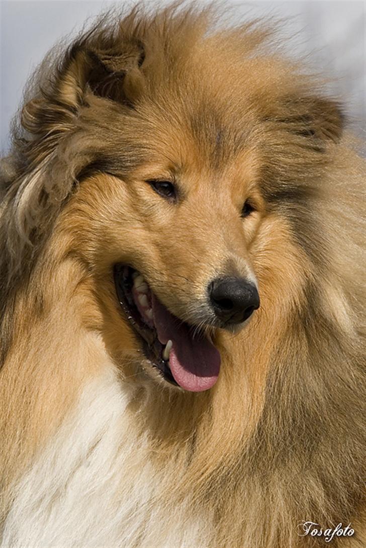 Collie langhåret Gimli billede 1