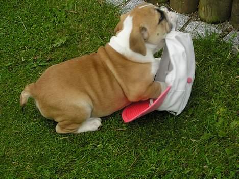 Engelsk bulldog Atilla - Alt hvad der lígger i haven må man lege med! billede 4