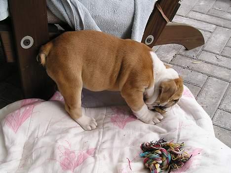 Engelsk bulldog Atilla billede 5