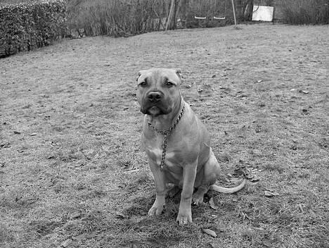 Amerikansk staffordshire terrier Kejser Bastian billede 14