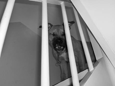 Amerikansk staffordshire terrier Kejser Bastian - aaaaaaaaaattjjjjjuuuuuuvvvvvvv billede 15