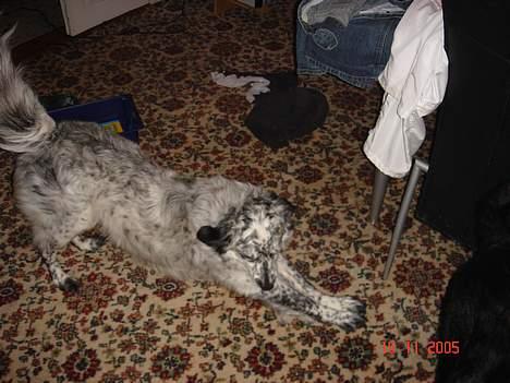 Blanding af racer Skuggi  R.I.P 5 marts 08 billede 4