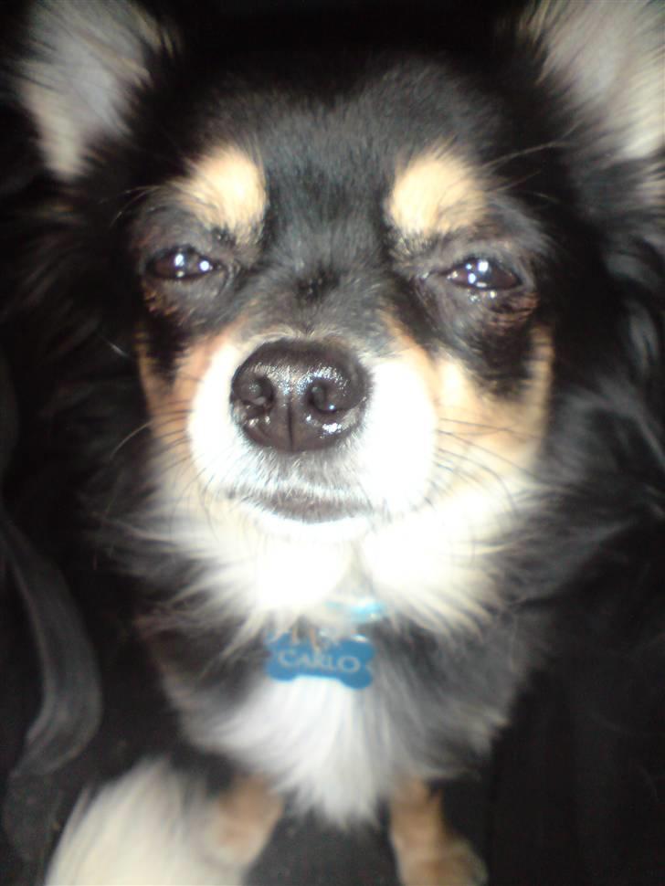 Chihuahua Carlo - Hej, her er jeg så. Jeg hedder Carlo :-) billede 1
