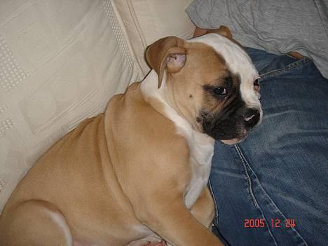 Amerikansk bulldog Østergaard's Chanti +Død  - D. 24/12 Putter lige op ad min far billede 3