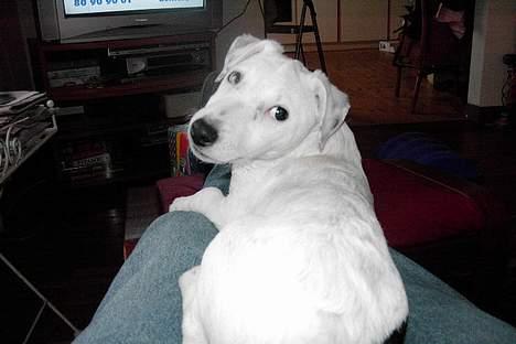 Jack russell terrier Bølle - er han ikke dejlig? billede 1