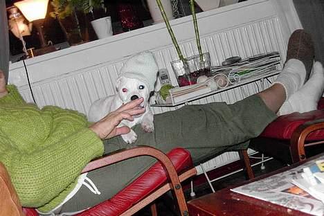 Jack russell terrier Bølle - man skal passe på ørerne,nu vinteren er på vej billede 2