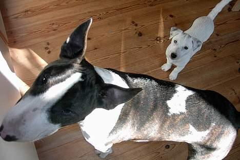 Jack russell terrier Bølle - er det ikke  en dejlig storebror jeg har?? billede 3