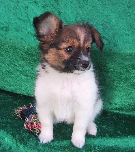 Papillon mek - er jeg ikk bar dejlig billede 1